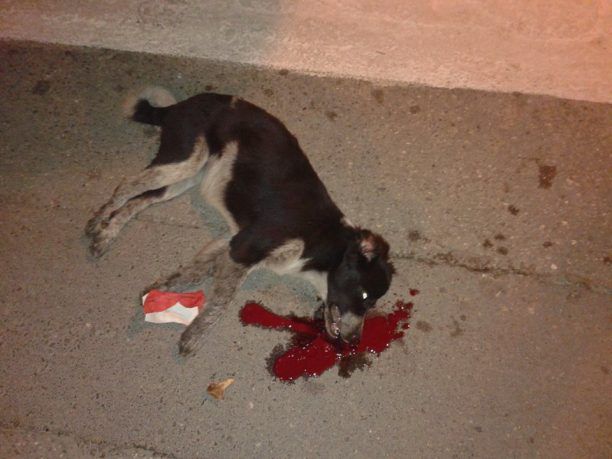 28-1-2019 η δίκη του δολοφόνου της Μάγκυ της σκυλίτσας που σκότωσε ταβερνιάρης στα Νέα Στύρα Εύβοιας